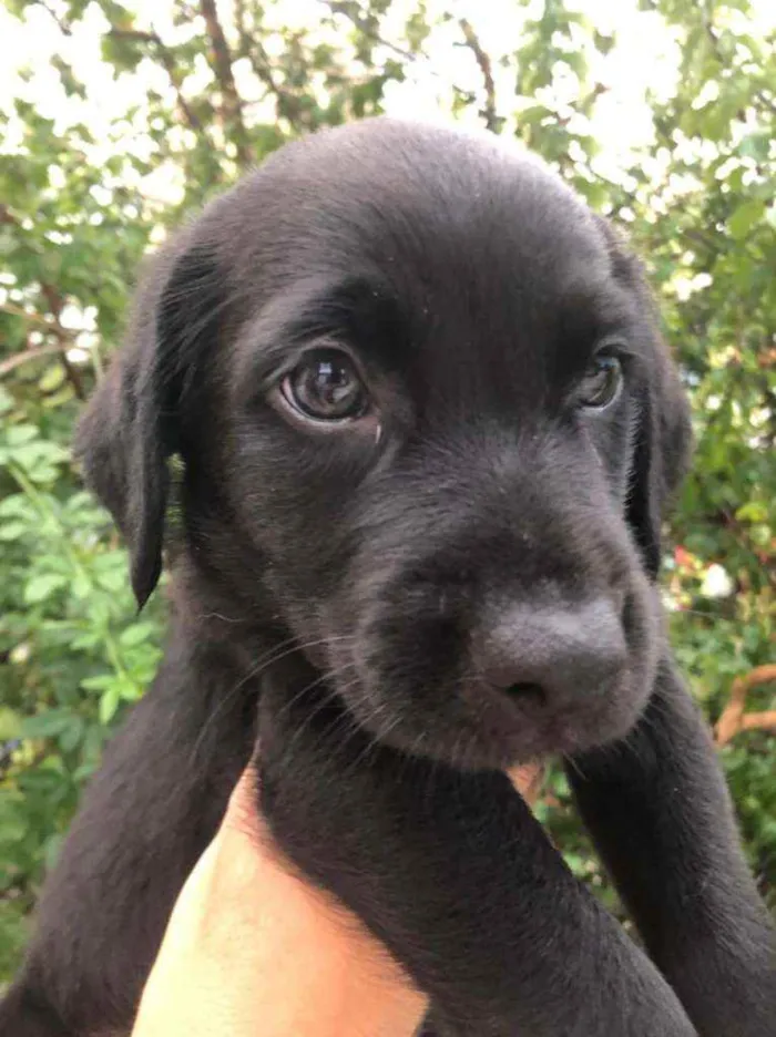 Cachorro raça  idade Abaixo de 2 meses nome Filhotes  Anelly 