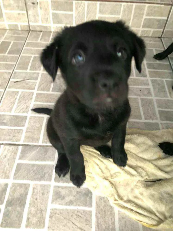 Cachorro raça  idade Abaixo de 2 meses nome Filhotes  Anelly 