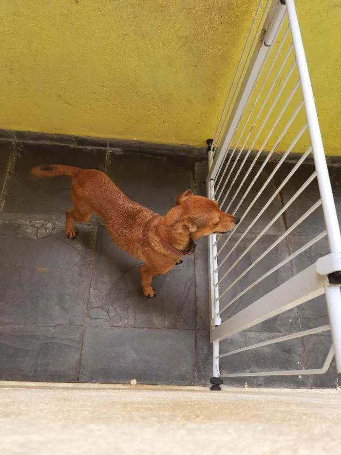Cachorro ra a Vira lata  idade 6 ou mais anos nome Gigi 