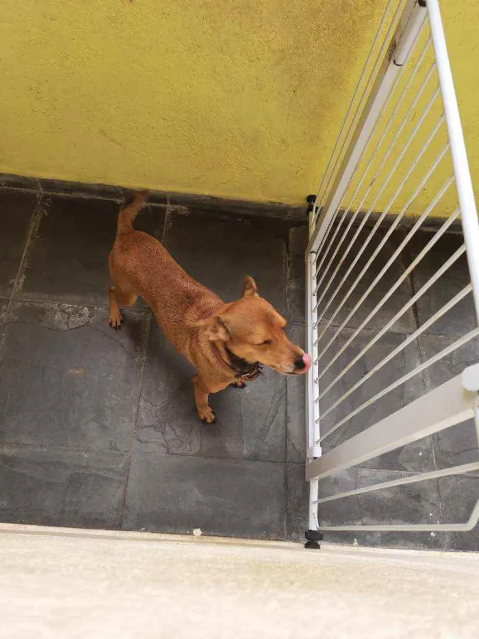 Cachorro ra a Vira lata  idade 6 ou mais anos nome Gigi 