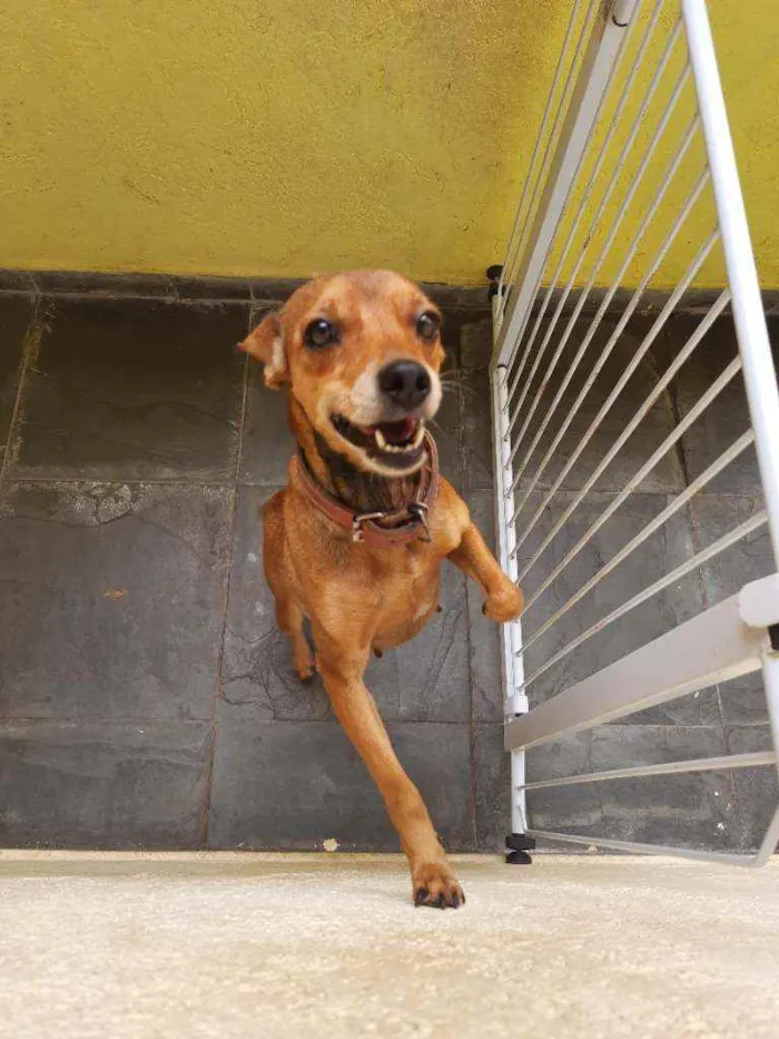 Cachorro ra a Vira lata  idade 6 ou mais anos nome Gigi 