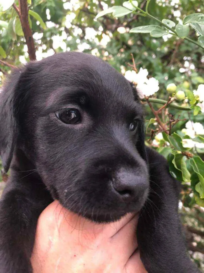 Cachorro raça  idade Abaixo de 2 meses nome Filhotes  Anelly 