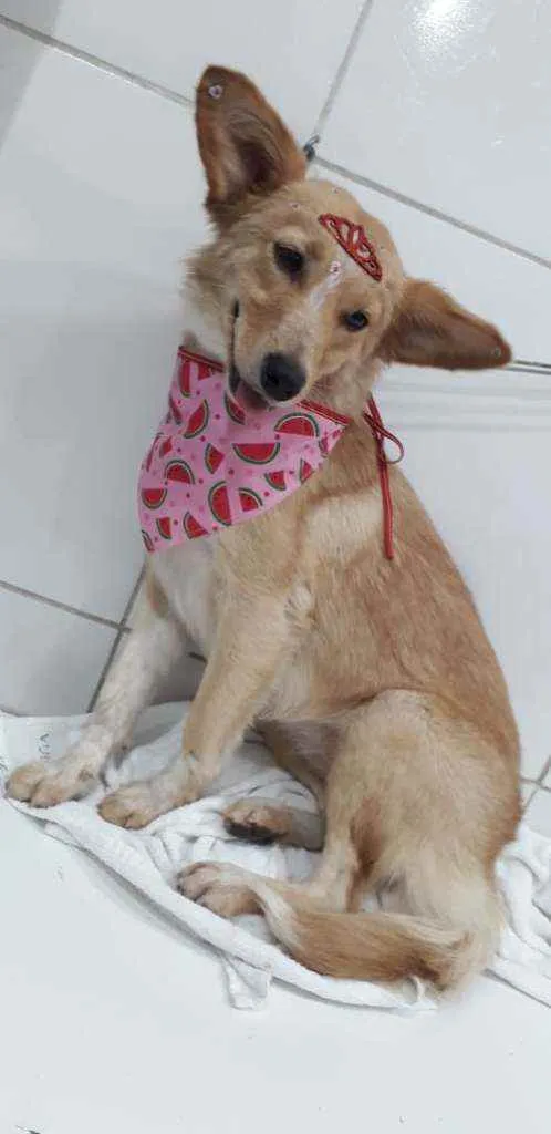 Cachorro raça Srd idade 1 ano nome Mel