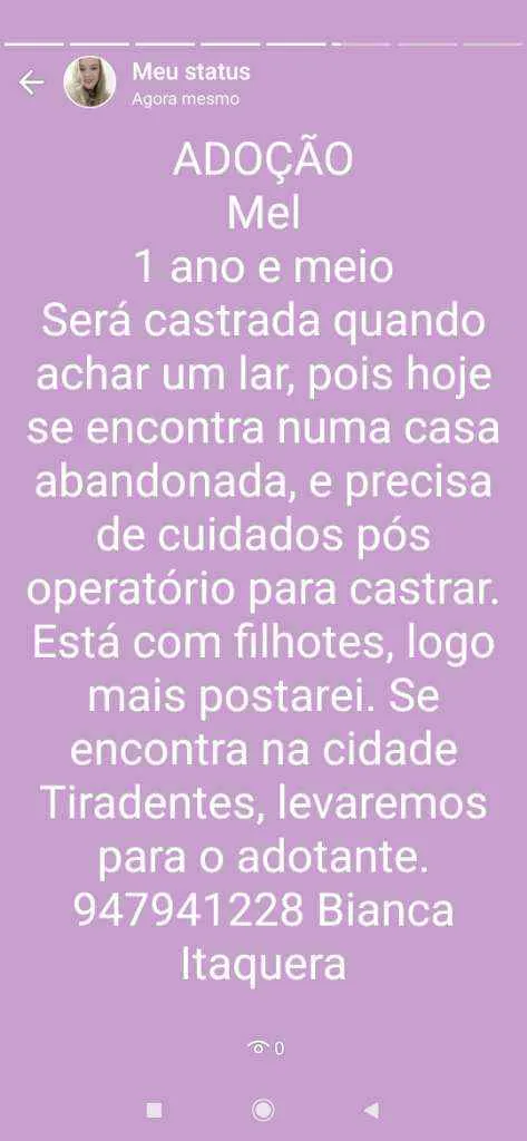 Cachorro raça Srd idade 1 ano nome Mel