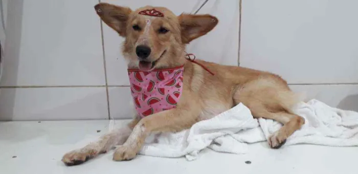 Cachorro raça Srd idade 1 ano nome Mel