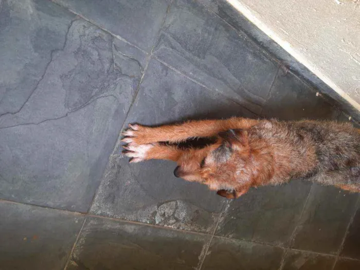 Cachorro ra a Vira-latas  idade 1 ano nome Dafini