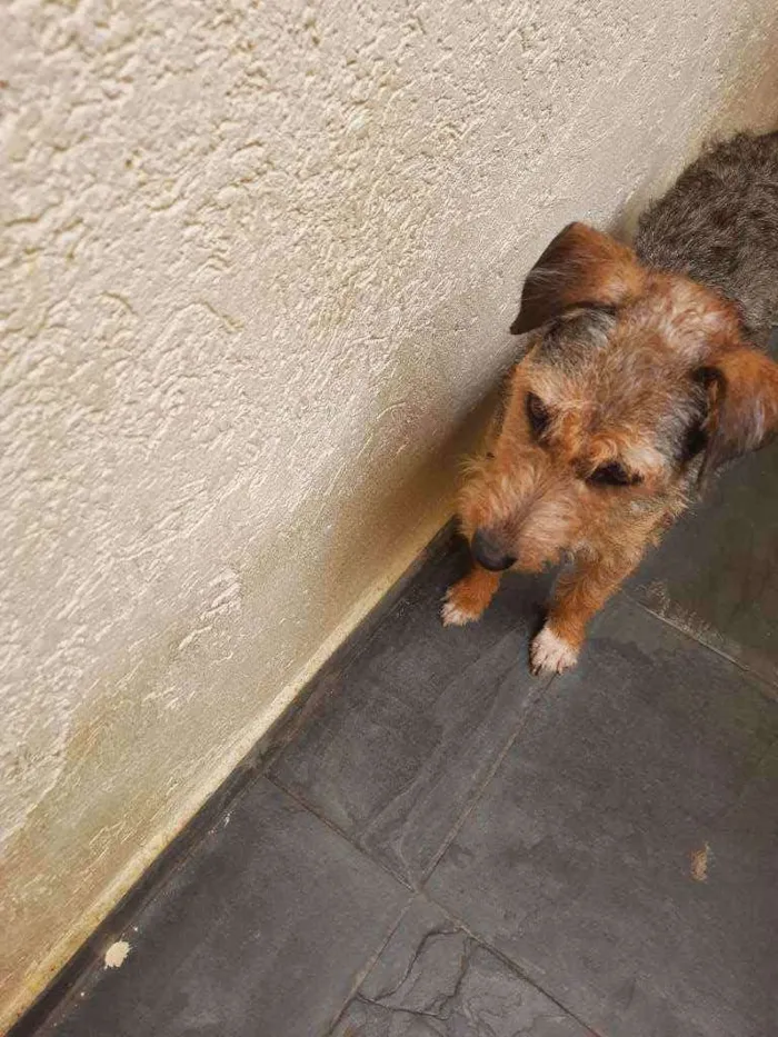 Cachorro ra a Vira-latas  idade 1 ano nome Dafini
