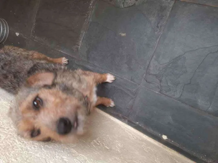 Cachorro ra a Vira-latas  idade 1 ano nome Dafini