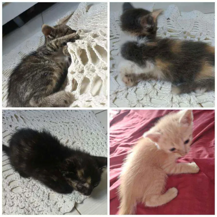 Gato raça vira lata idade Abaixo de 2 meses nome sem nome