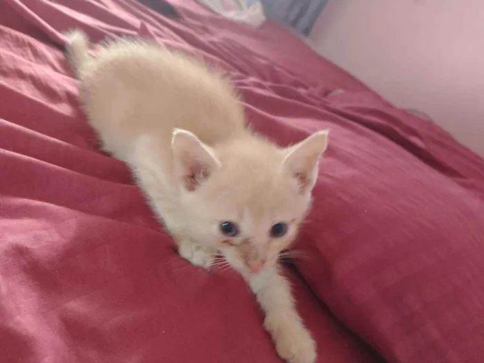 Gato raça vira lata idade Abaixo de 2 meses nome sem nome