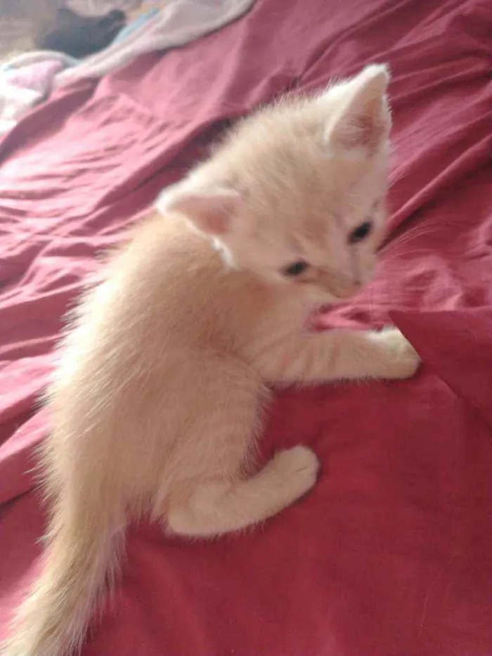 Gato raça vira lata idade Abaixo de 2 meses nome sem nome