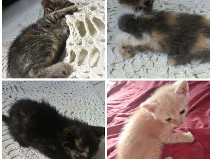 Gato raça vira lata idade Abaixo de 2 meses nome sem nome