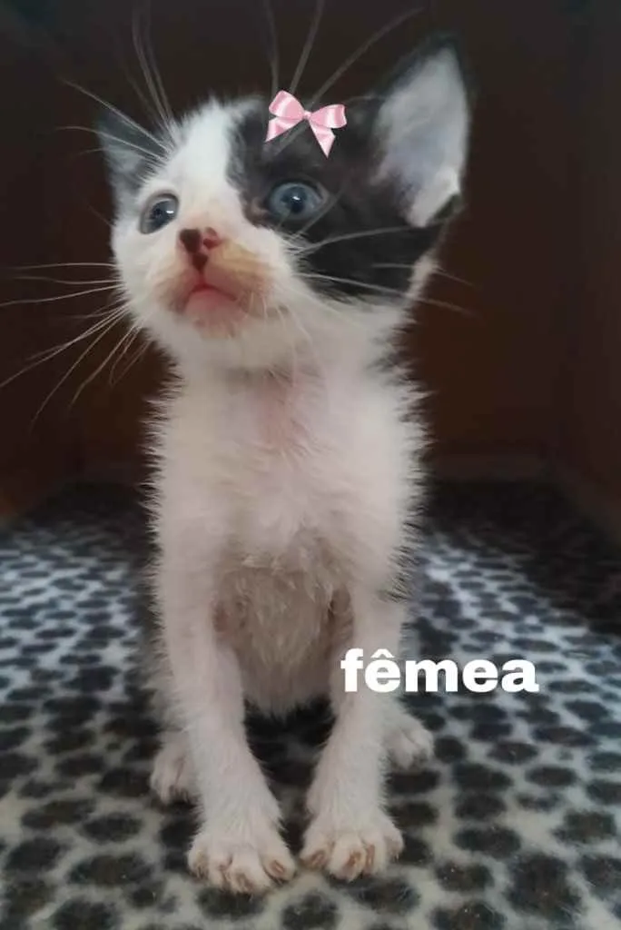 Gato ra a Sem raça  idade 2 a 6 meses nome Lindas gatinhas