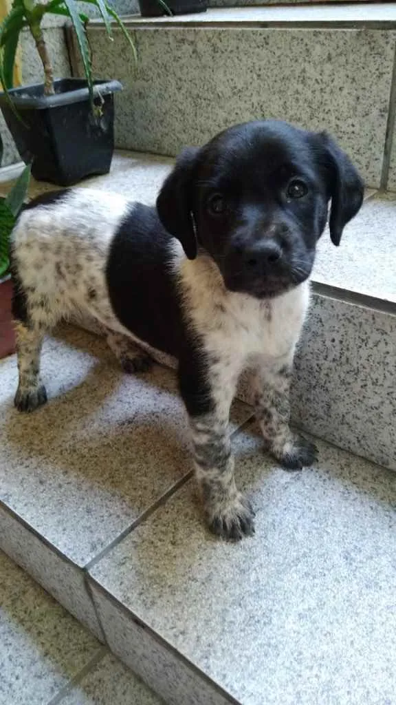 Cachorro ra a Vira lata  idade 2 a 6 meses nome Filhote sem nome
