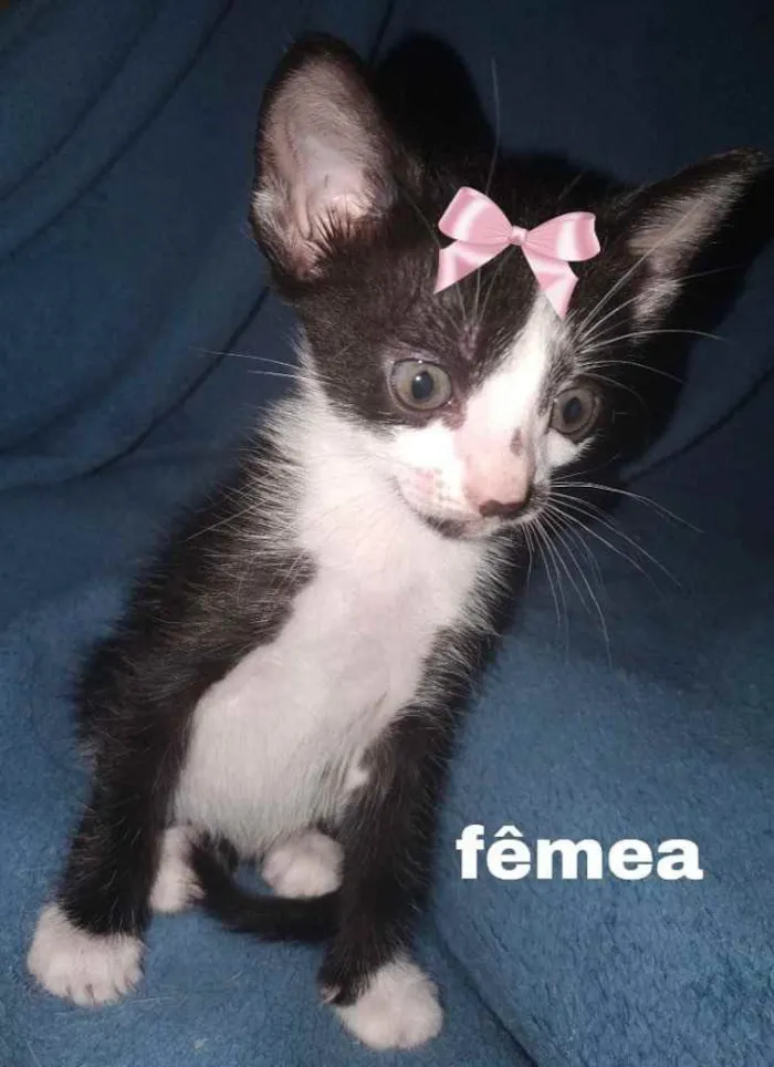 Gato ra a Sem raça  idade 2 a 6 meses nome Lindas gatinhas