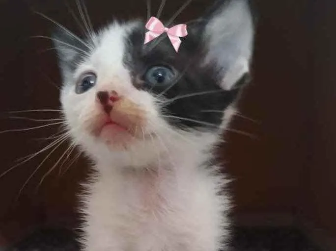 Gato ra a Sem raça  idade 2 a 6 meses nome Lindas gatinhas
