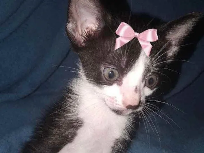 Gato ra a Sem raça  idade 2 a 6 meses nome Lindas gatinhas
