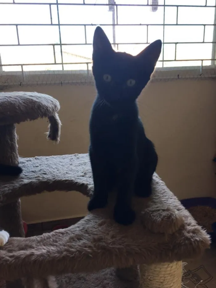 Gato ra a Srd idade 2 a 6 meses nome Billy