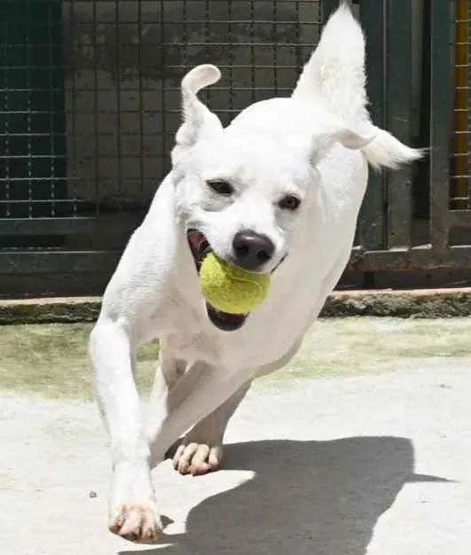 Cachorro raça Mestiço labrador idade 3 anos nome Ras