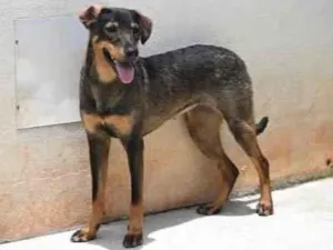 Cachorro raça Vira lata  idade 1 ano nome Mary