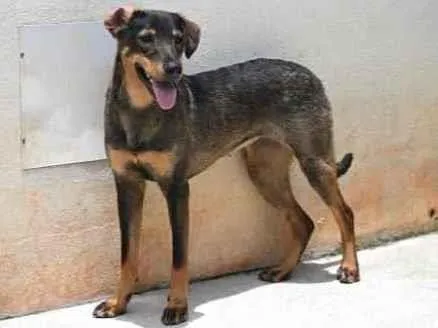 Cachorro raça Vira lata  idade 1 ano nome Mary