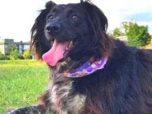 Cachorro raça Border collie  idade 4 anos nome Luna