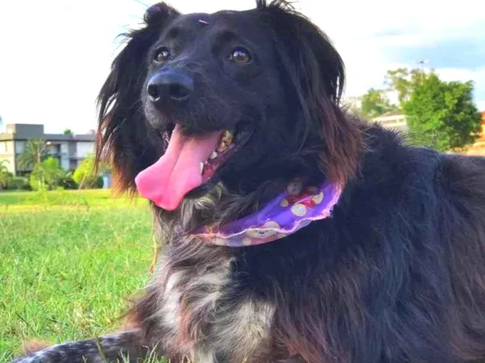 Cachorro ra a Border collie  idade 4 anos nome Luna