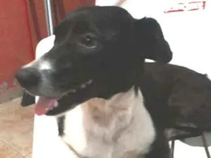 Cachorro raça Vira lata  idade 3 anos nome Belinha (bela)