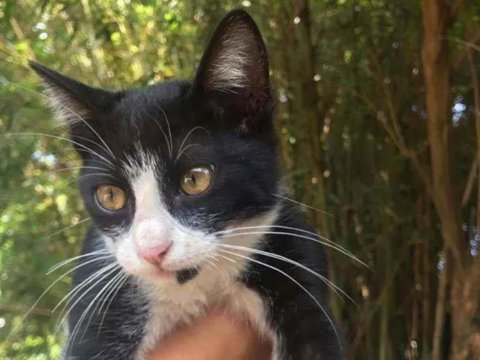 Gato raça Mestiço kurilian bobtail idade 7 a 11 meses nome Tom 