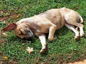 Cachorro raça Viralata idade 2 anos nome Vitória 