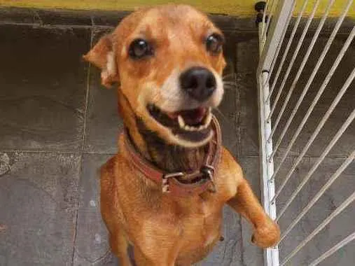 Cachorro ra a Vira lata  idade 6 ou mais anos nome Gigi 