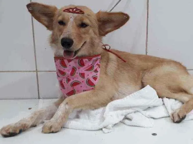 Cachorro raça Srd idade 1 ano nome Mel