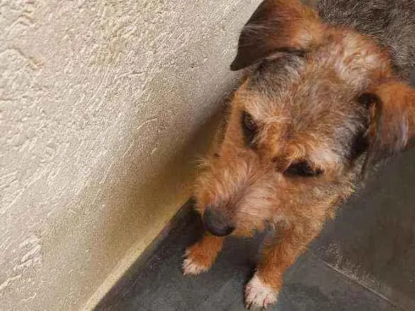 Cachorro ra a Vira-latas  idade 1 ano nome Dafini