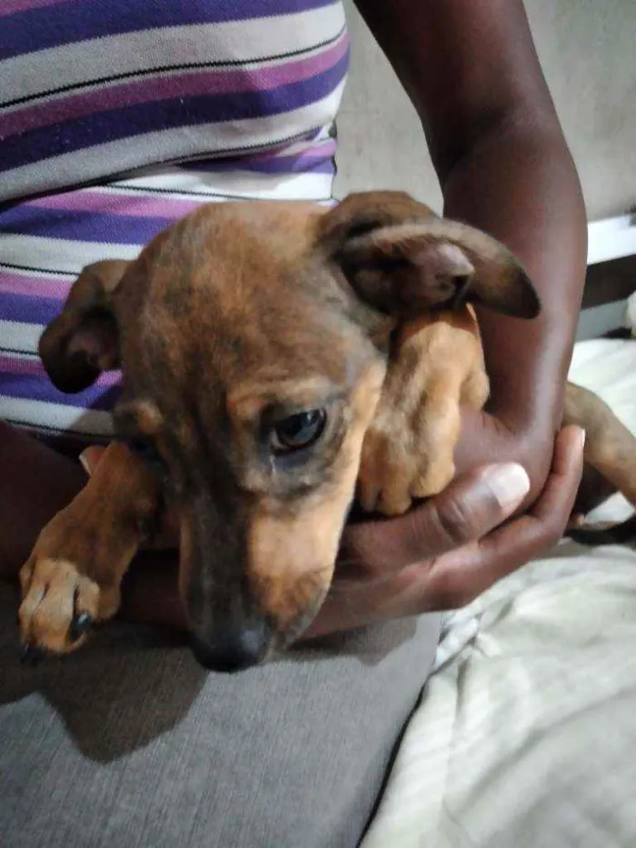 Cachorro ra a Vira Lata idade 2 a 6 meses nome Mariana 