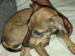 Cachorro raça Vira Lata idade 2 a 6 meses nome Mariana 