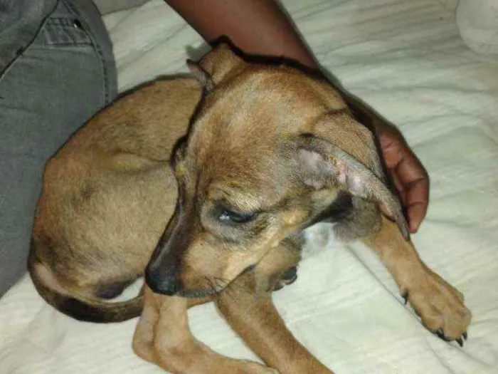 Cachorro ra a Vira Lata idade 2 a 6 meses nome Mariana 
