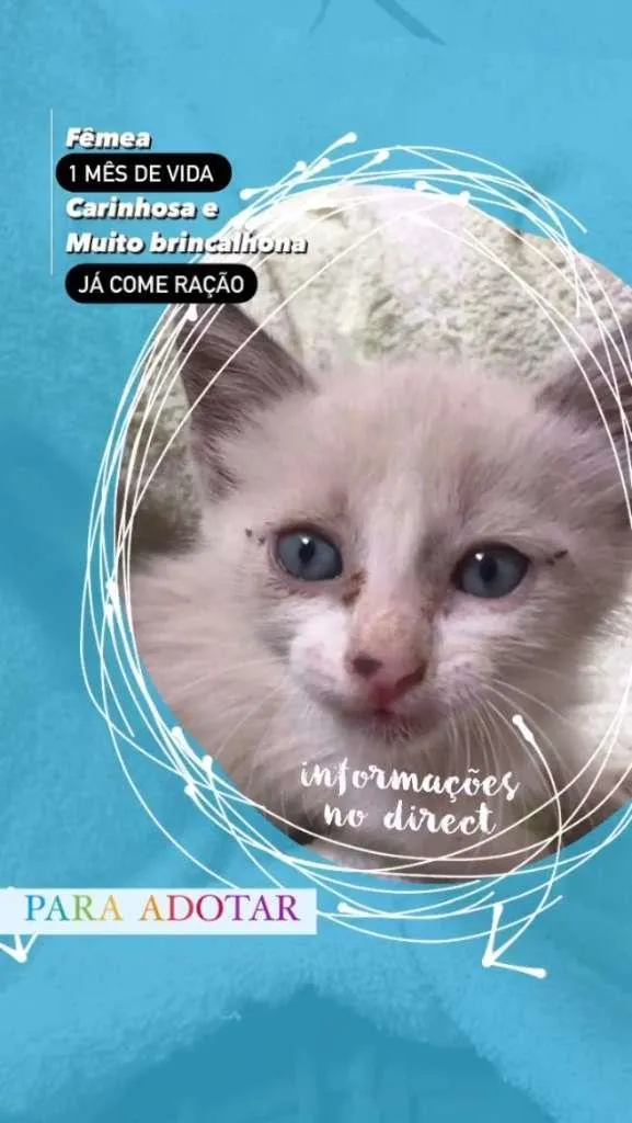 Gato ra a SRD-ViraLata idade Abaixo de 2 meses nome Não tem