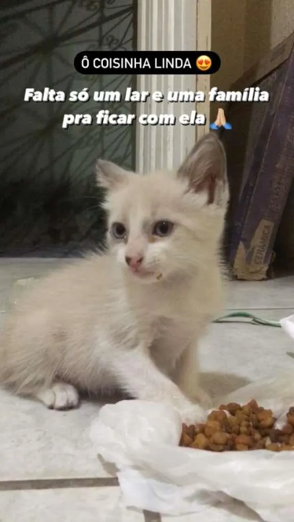 Gato ra a SRD-ViraLata idade Abaixo de 2 meses nome Não tem