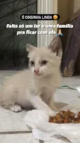 Não tem