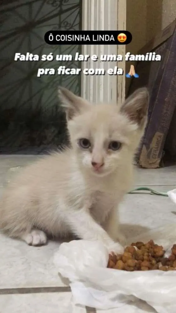 Gato ra a SRD-ViraLata idade Abaixo de 2 meses nome Não tem