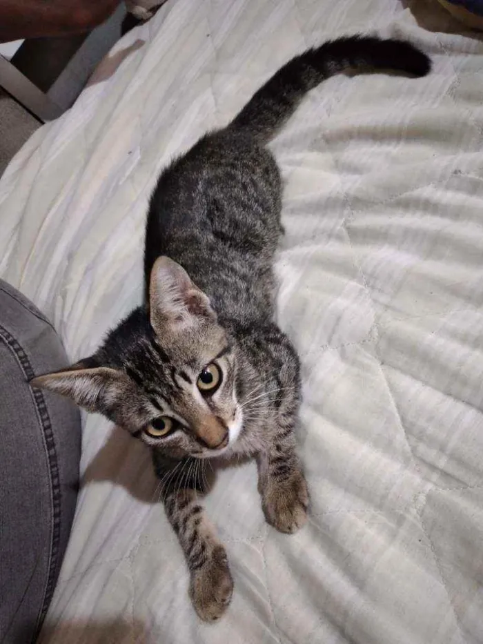Gato ra a Misturada idade 2 a 6 meses nome Sem nome 