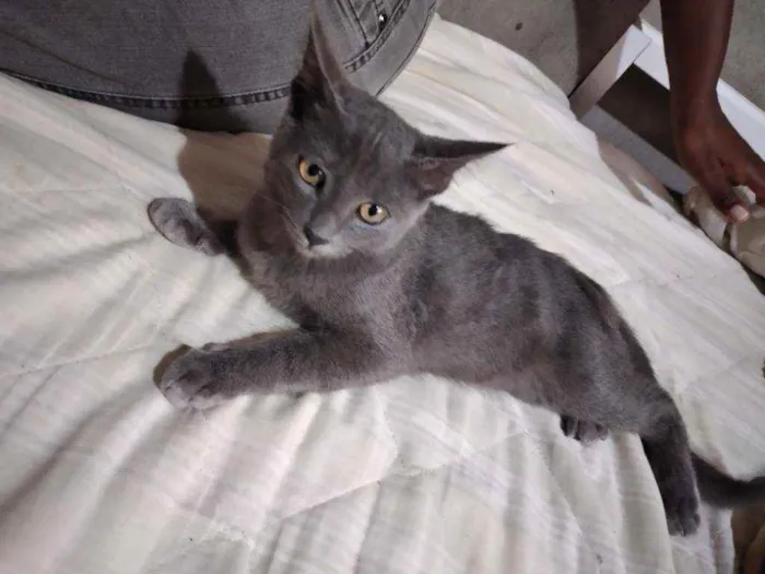 Gato ra a Misturada idade 2 a 6 meses nome Sem nome 