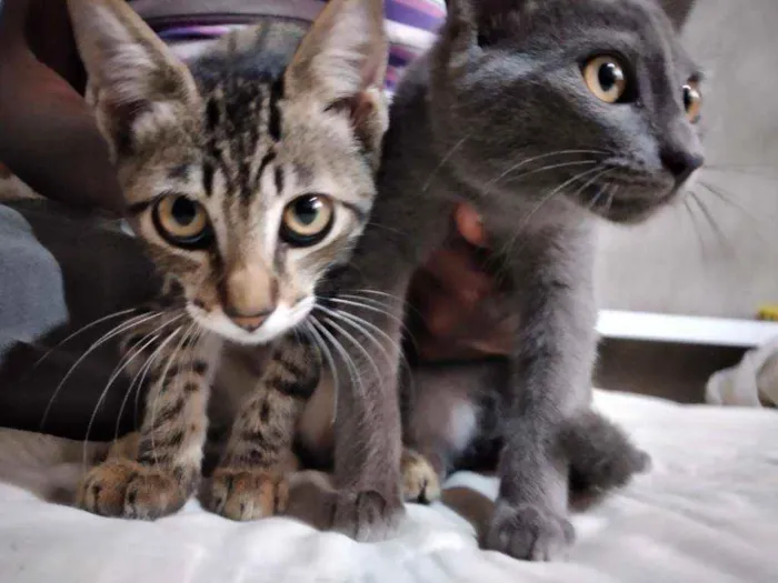 Gato ra a Misturada idade 2 a 6 meses nome Sem nome 