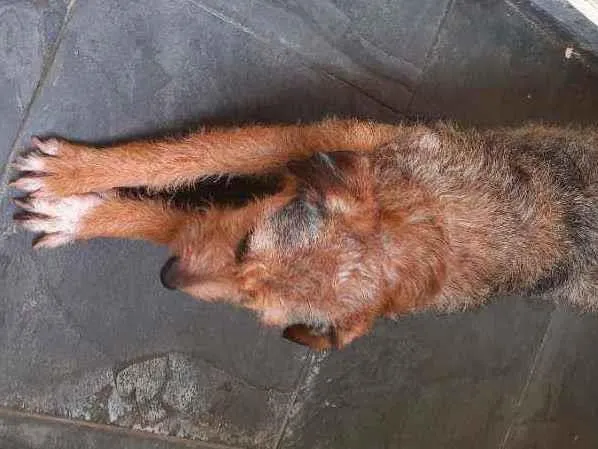 Cachorro ra a Vira-latas  idade 1 ano nome Dafini