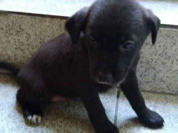 Cachorro ra a Vira lata idade 2 a 6 meses nome Filhote sem nome