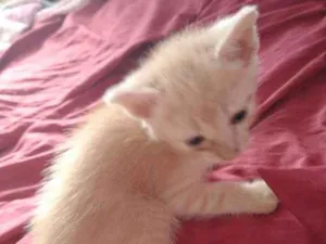 Gato raça vira lata idade Abaixo de 2 meses nome sem nome