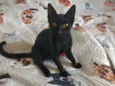 Tom