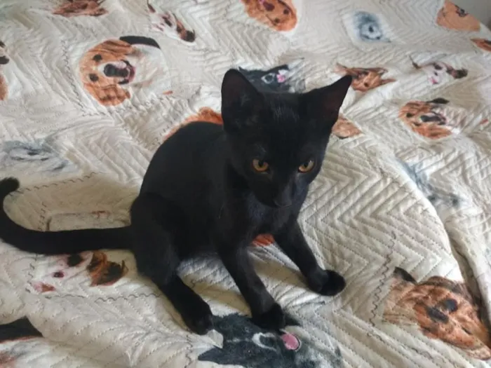 Gato ra a srd idade 2 a 6 meses nome Tom