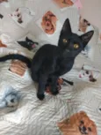 Tom