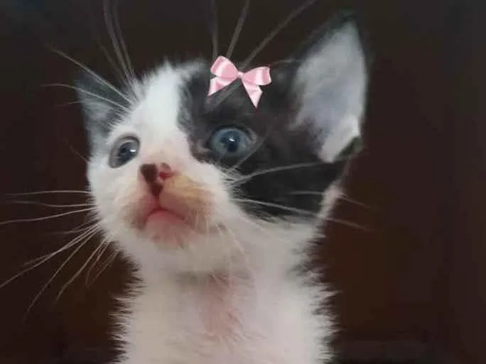 Gato ra a Sem raça  idade 2 a 6 meses nome Lindas gatinhas